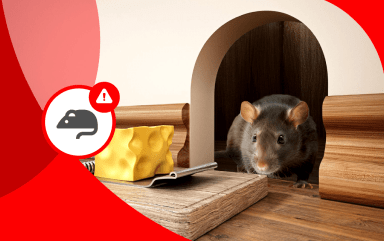 ¿Cómo deshacerse de una infestación de ratas y ratones?